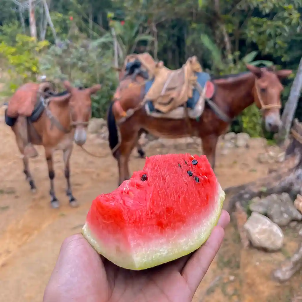 Excursión a la Ciudad Perdida de 3 días Lost City Trek
