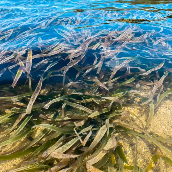 gairaca 11 Playa Gairaca: Parque Tayrona Santa Marta